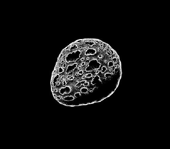 Love nest - nid d'amour