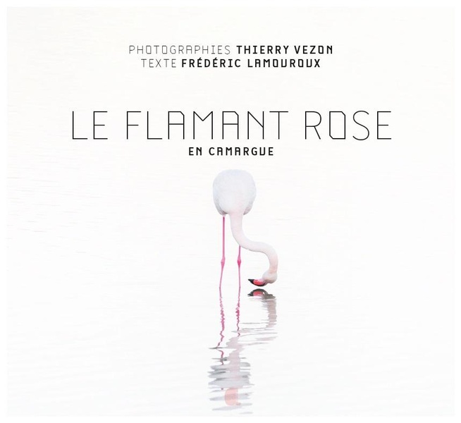 Le flamant rose en Camargue