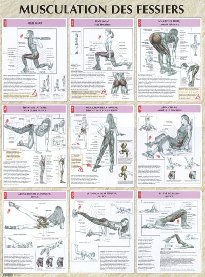 Musculation des fessiers planche plastifiée