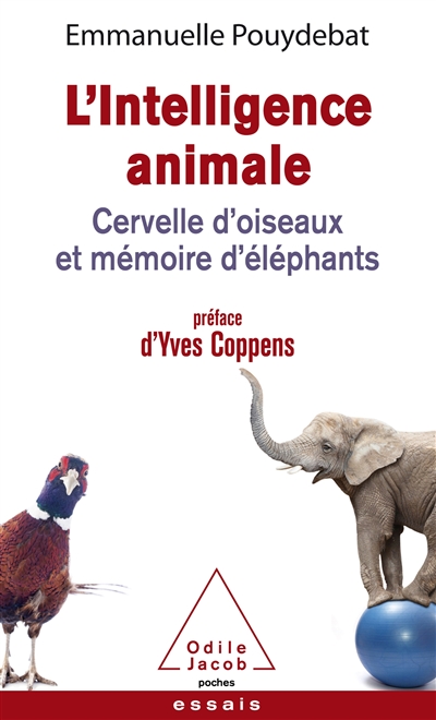 L'intelligence animale: cervelle d'oiseaux et mémoire d'éléphants