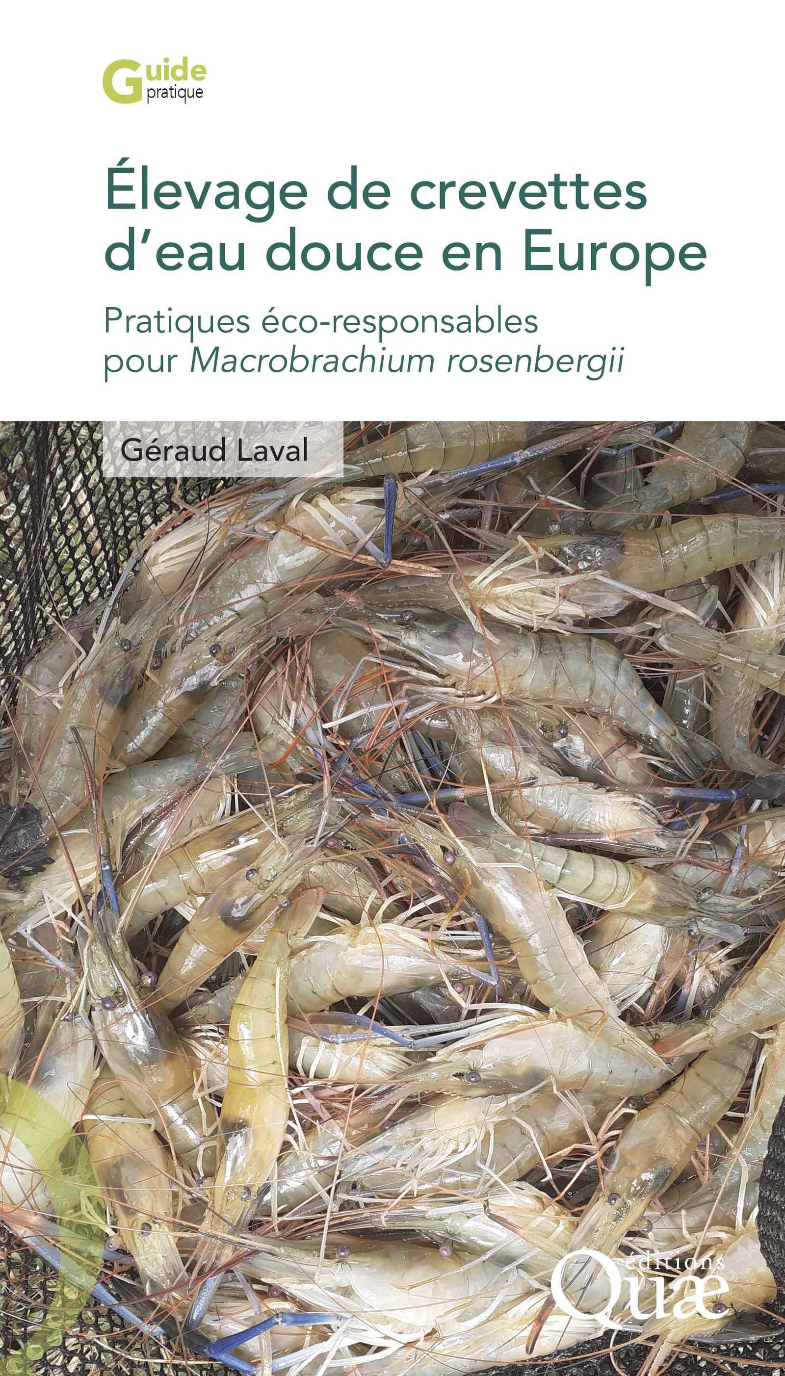 Elevage de crevettes d'eau douce en Europe: pratiques éco-responsables pour Macrobrachium rosenbergii