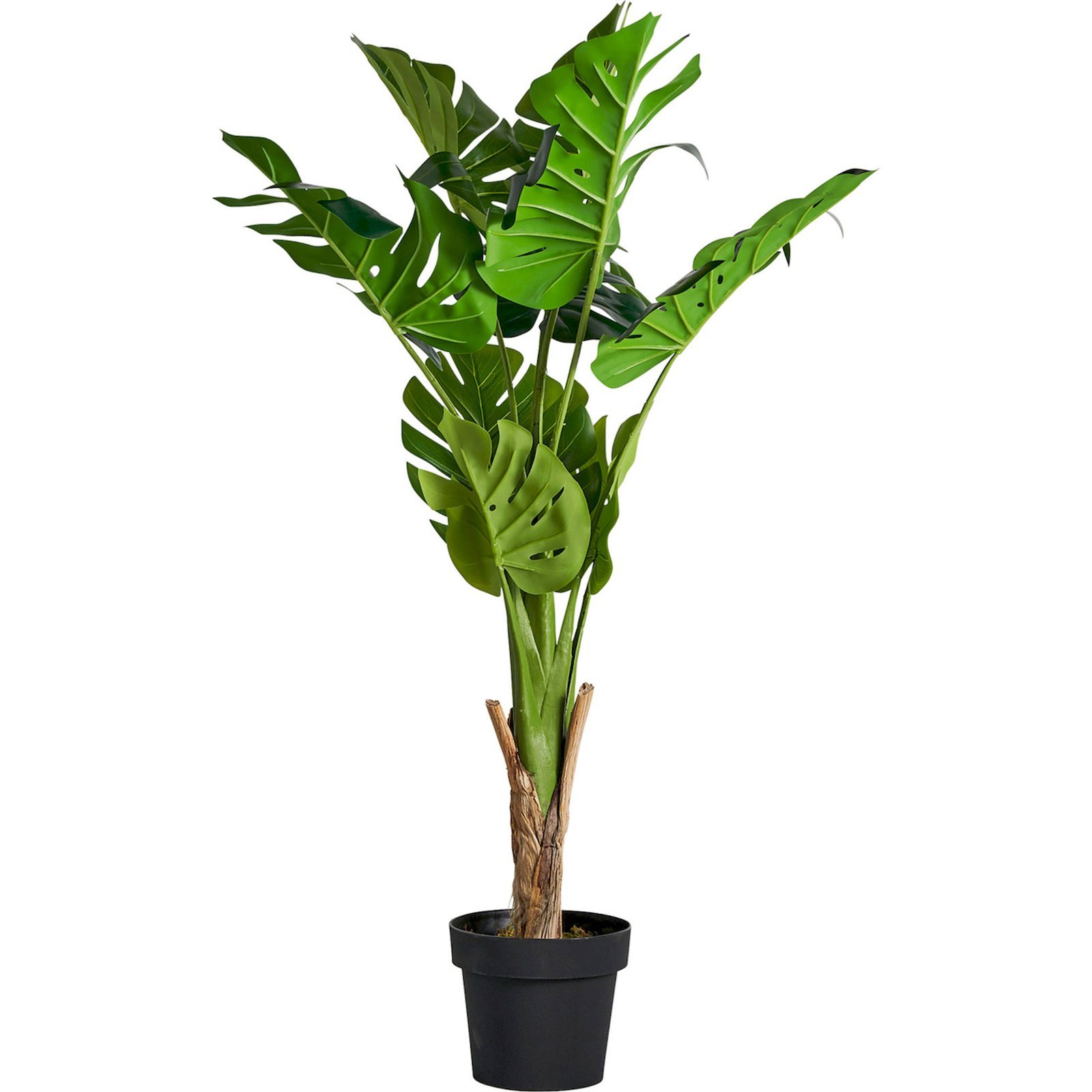 Plante Monstera Verte Décorative Au Style Colonial Naturel - Vert Feuillage Naturel