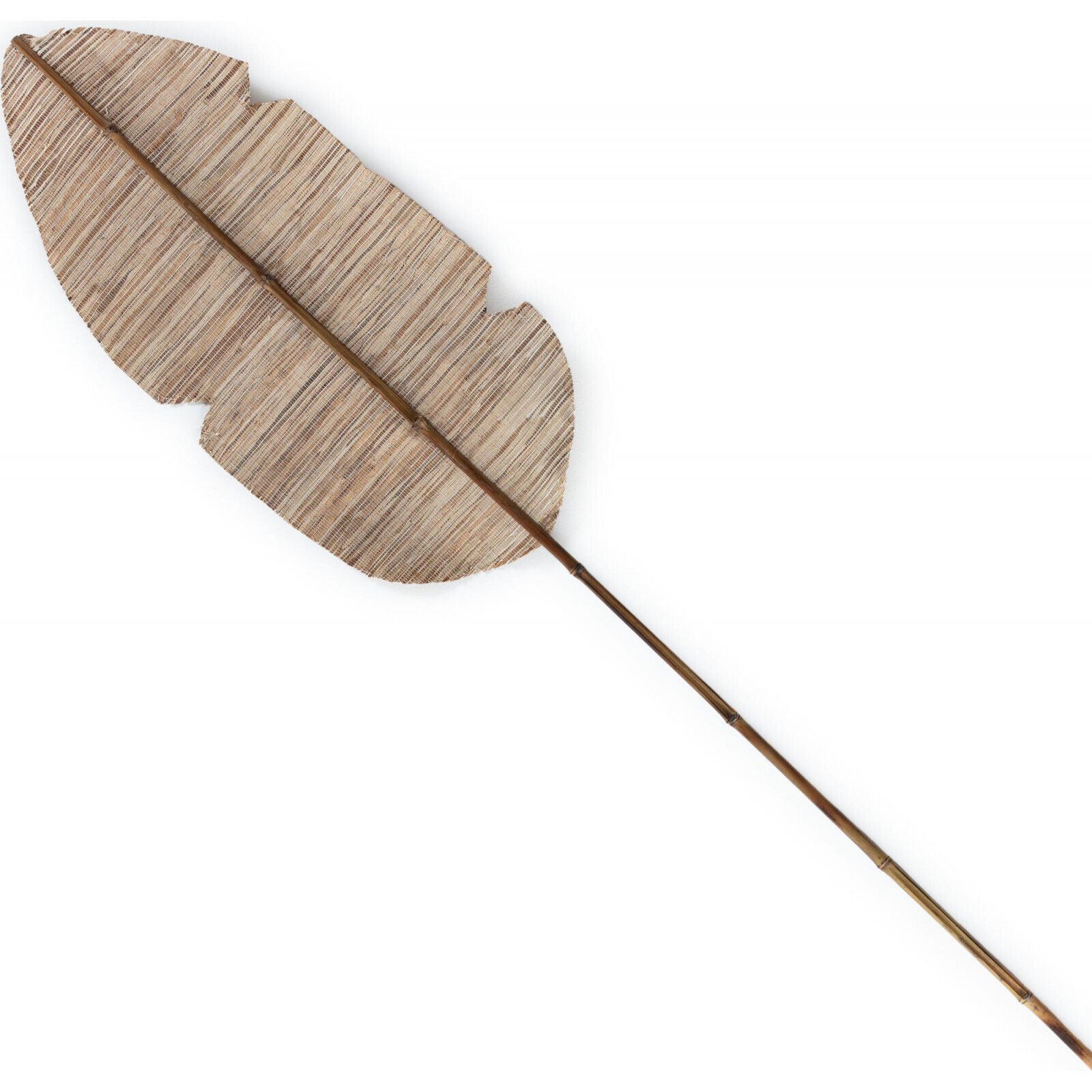 Ornement Naturel Feuille En Jacinthe - Feuille Jacinthe Ton Naturel