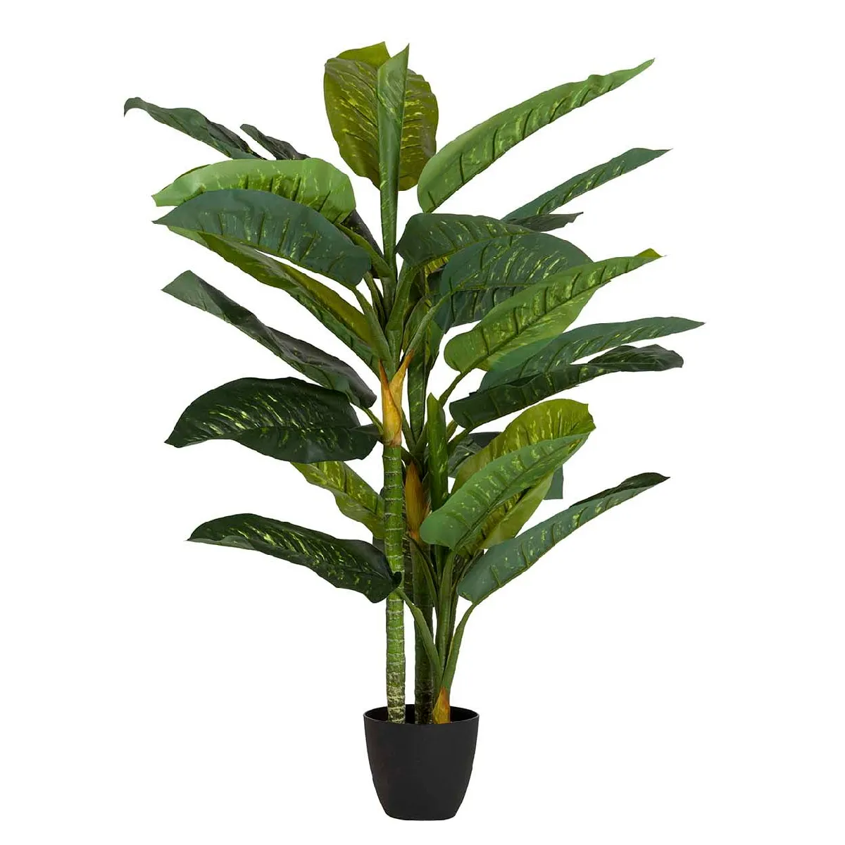 Plante Dieffenbachia amoena avec pot 65x65x135cm