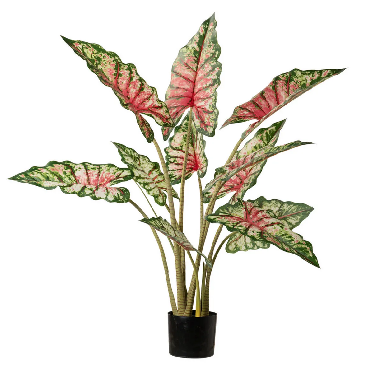 Plante de taro Tabby avec pot 80x70x100 cm