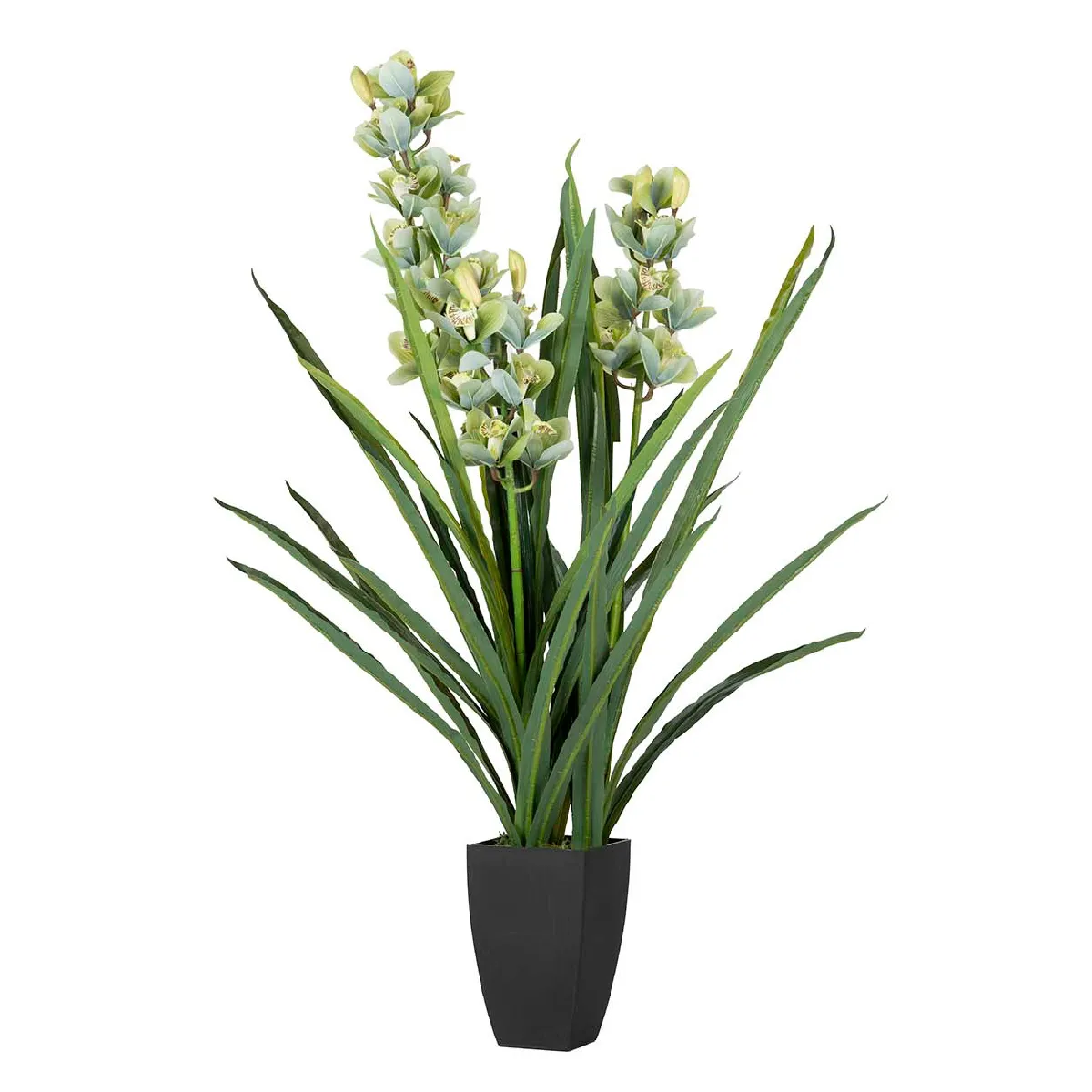 Plante d'orchidée Cymbidium 70 x 70 x 110 cm