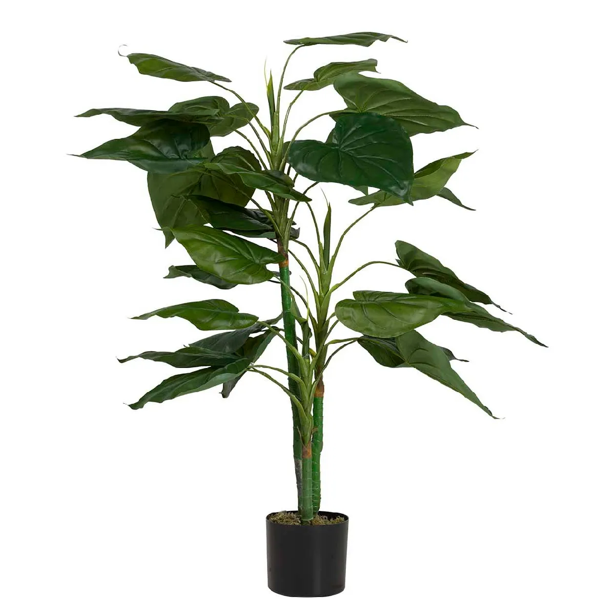 Plante de taro avec pot 65 x 65 x 120 cm