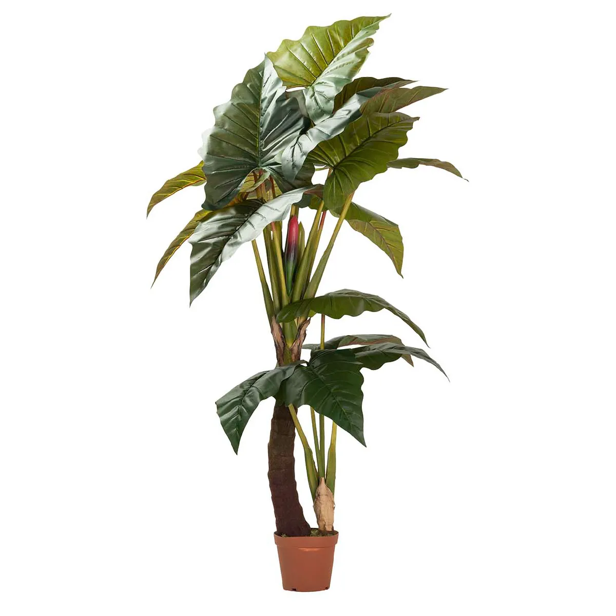 Plante Placesia esculenta 150 x 150 x 220 cm