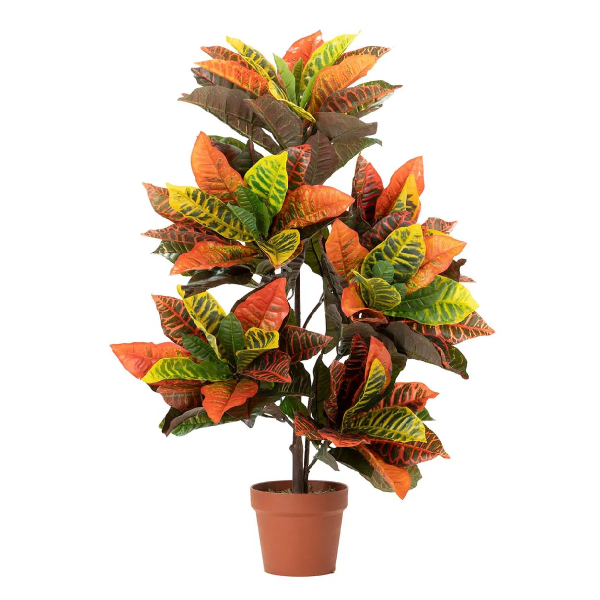 Plante Codiaeum variegatum 60x60x100 cm