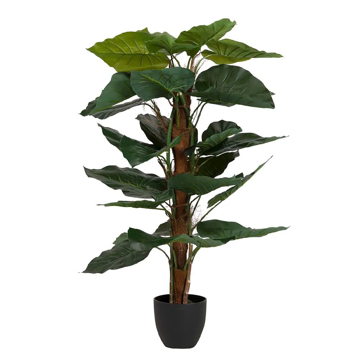Plante de taro avec pot 65 x 65 x 120 cm