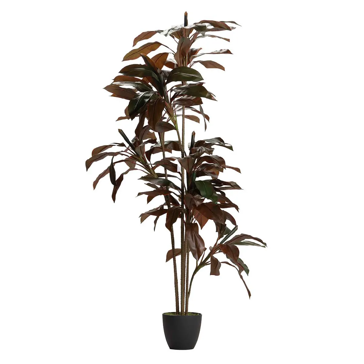 Plante Ordyline fruticosa 80x80x170 cm