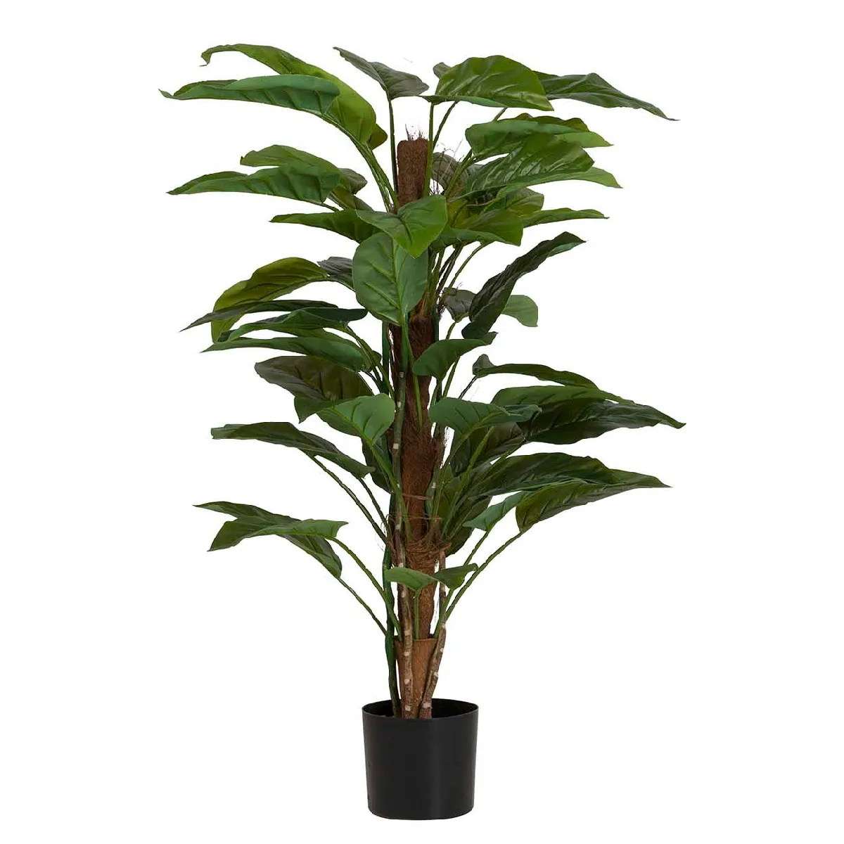 Plante Aureum avec pot 60x60x130 cm