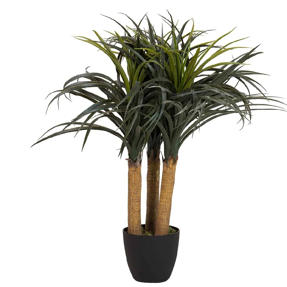 Nolina recurvata en pot 60 x 60 x 75 cm