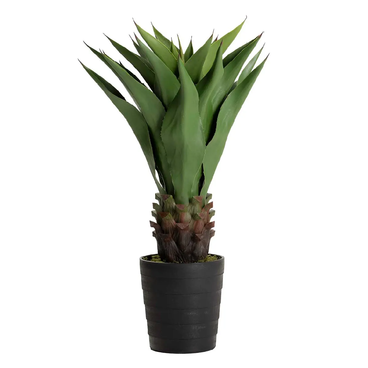 Agave attenuata 75 x 75 x 82 cm