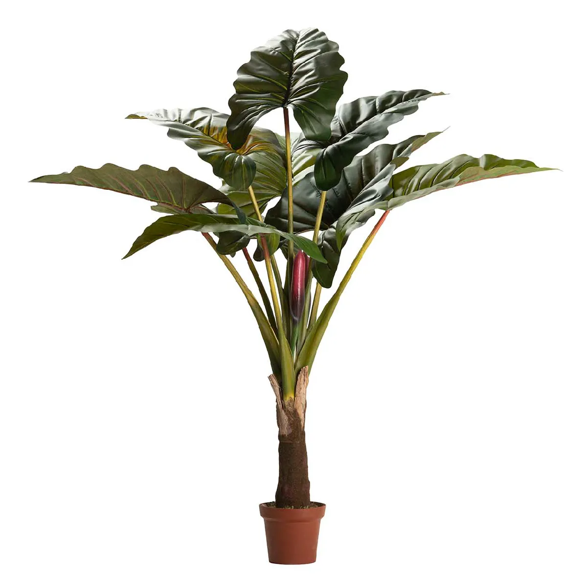 Plante Placesia esculenta 130 x 130 x 165 cm