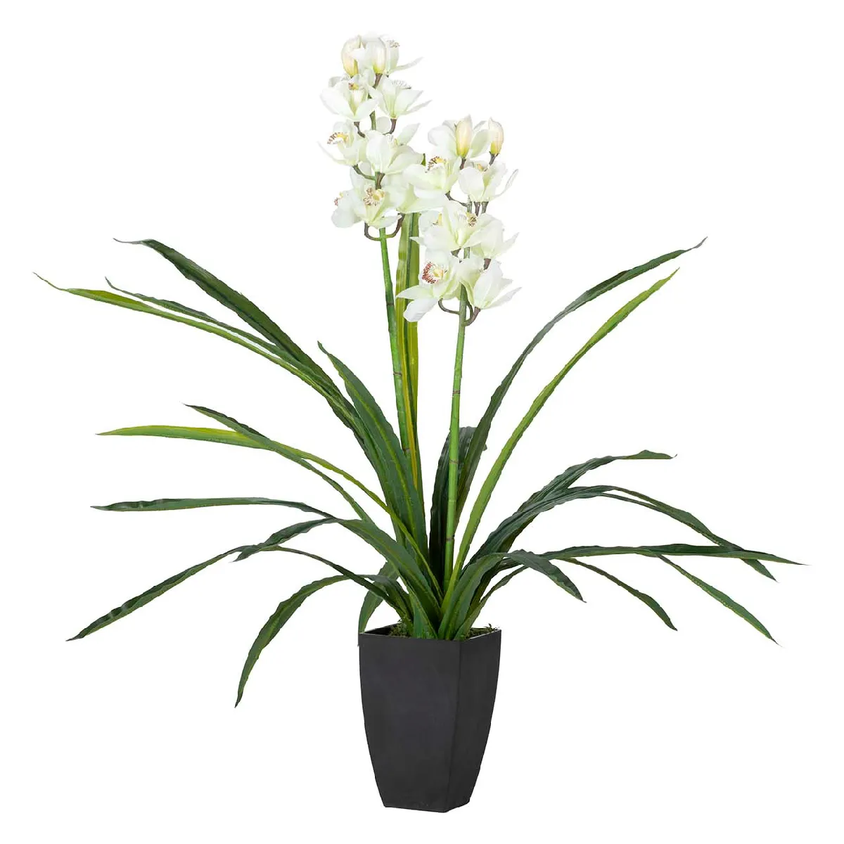 Plante d'orchidée Cymbidium 60 x 60 x 100 cm