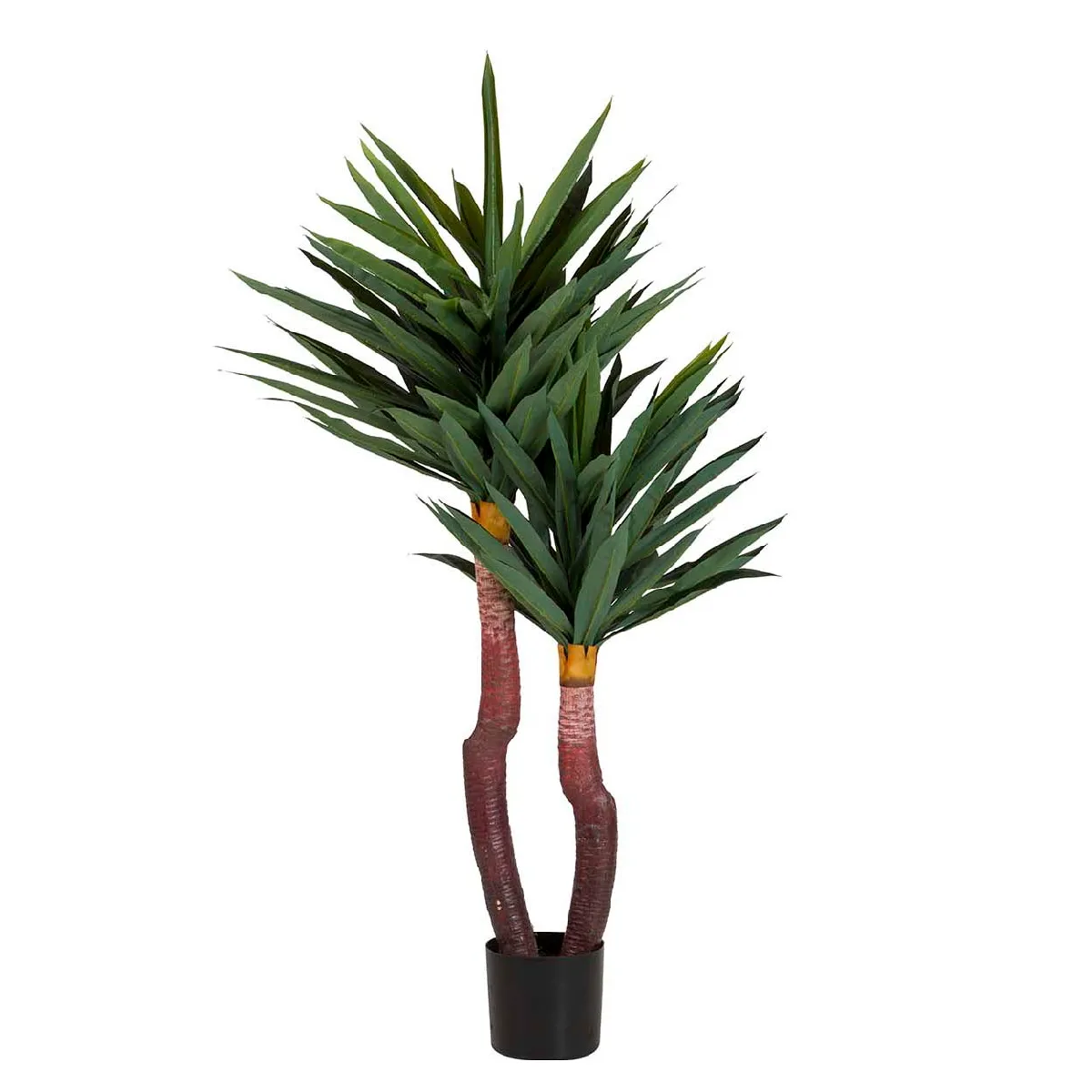 Magnifique yucca en pot 55 x 55 x 145 cm