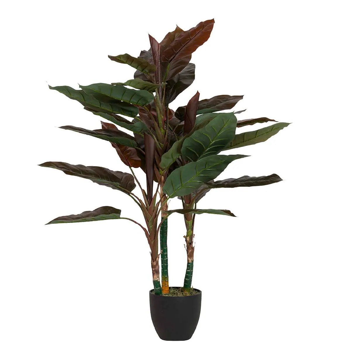 Cordyline en pot 80 x 80 x 110 cm