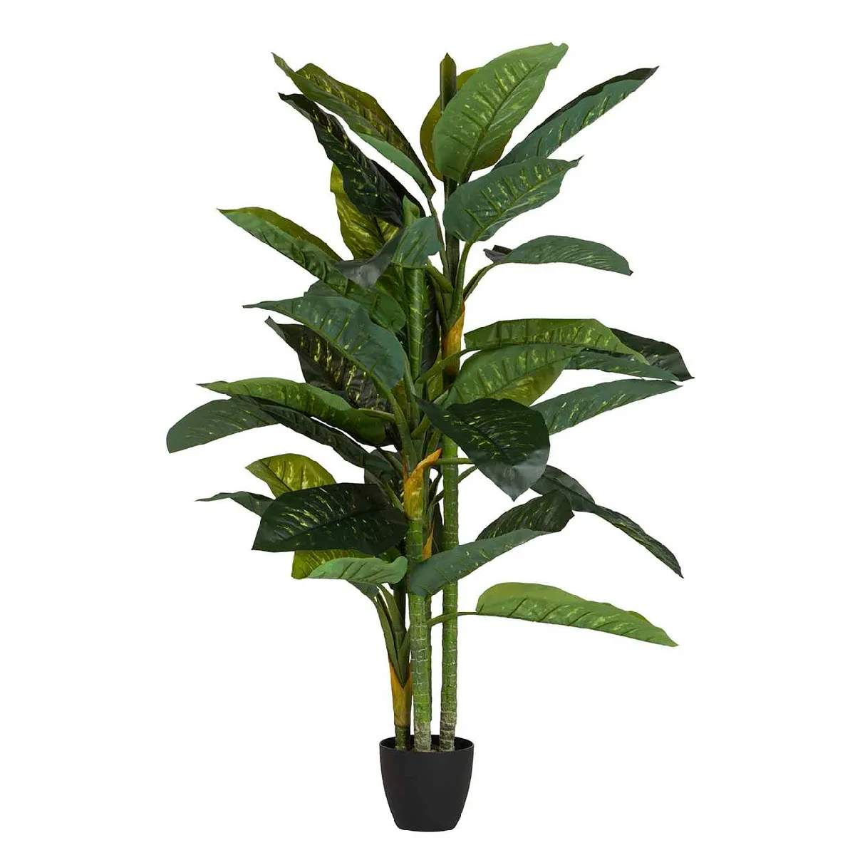 Plante Dieffenbachia amoena avec pot 70x70x160cm
