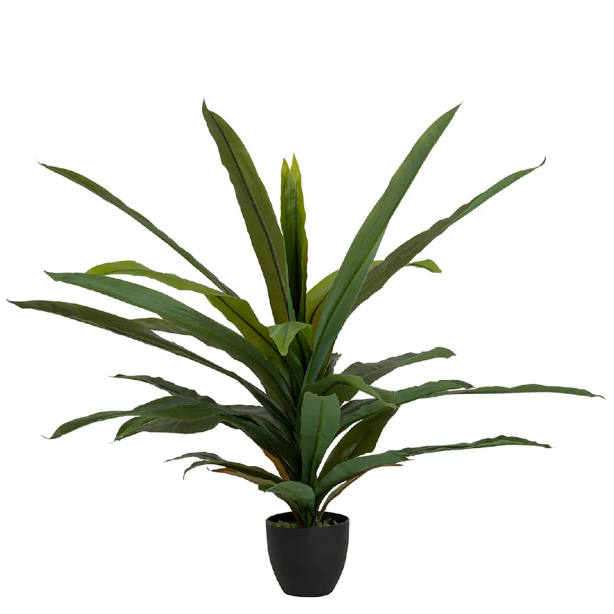 Dracaena fragrans en pot 130 x 40 x 21 cm