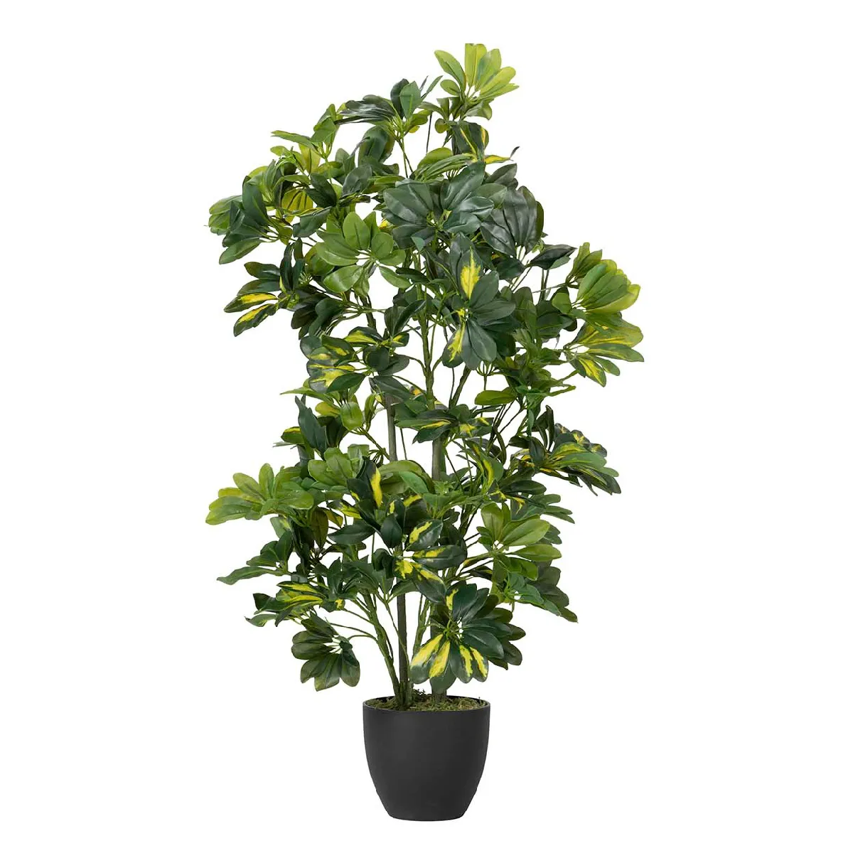Plante Schefflera arboricola 50x50x95 cm