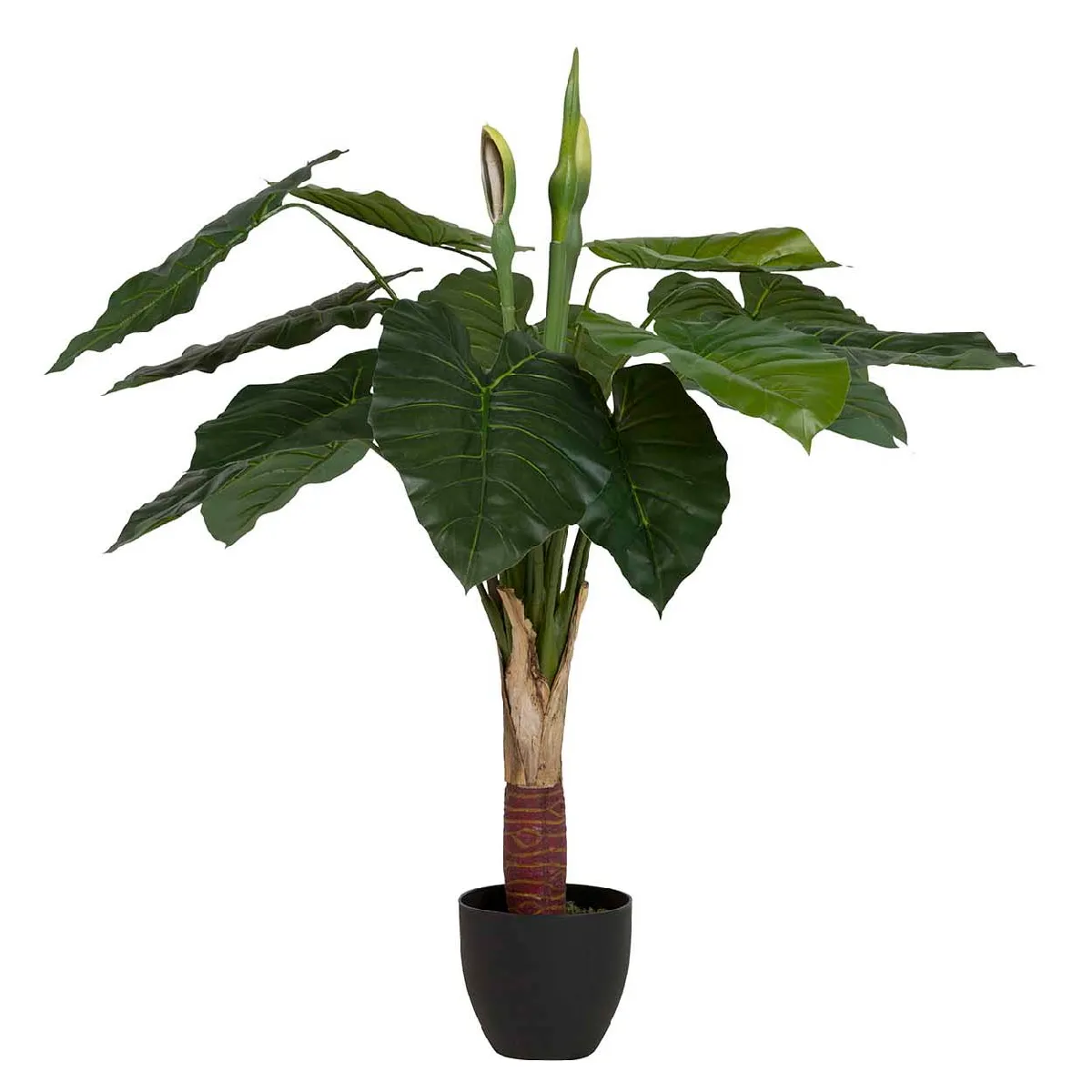 Plante de taro avec pot 95 x 95 x 120 cm