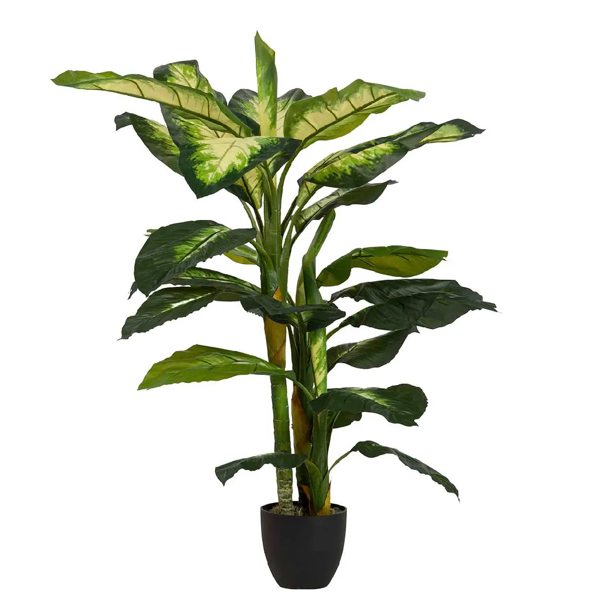 Dieffenbachia à pois avec pot 55 x 55 x 130 cm