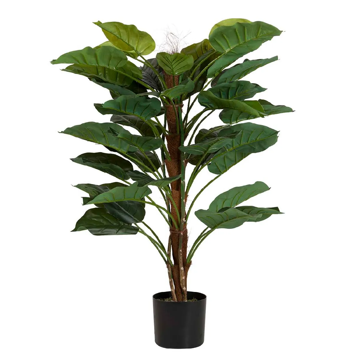 Plante Rhadhidophora aureum 80x80x170 cm