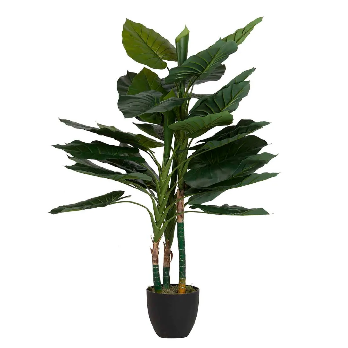 Plante de taro avec pot 80 x 80 x 133 cm