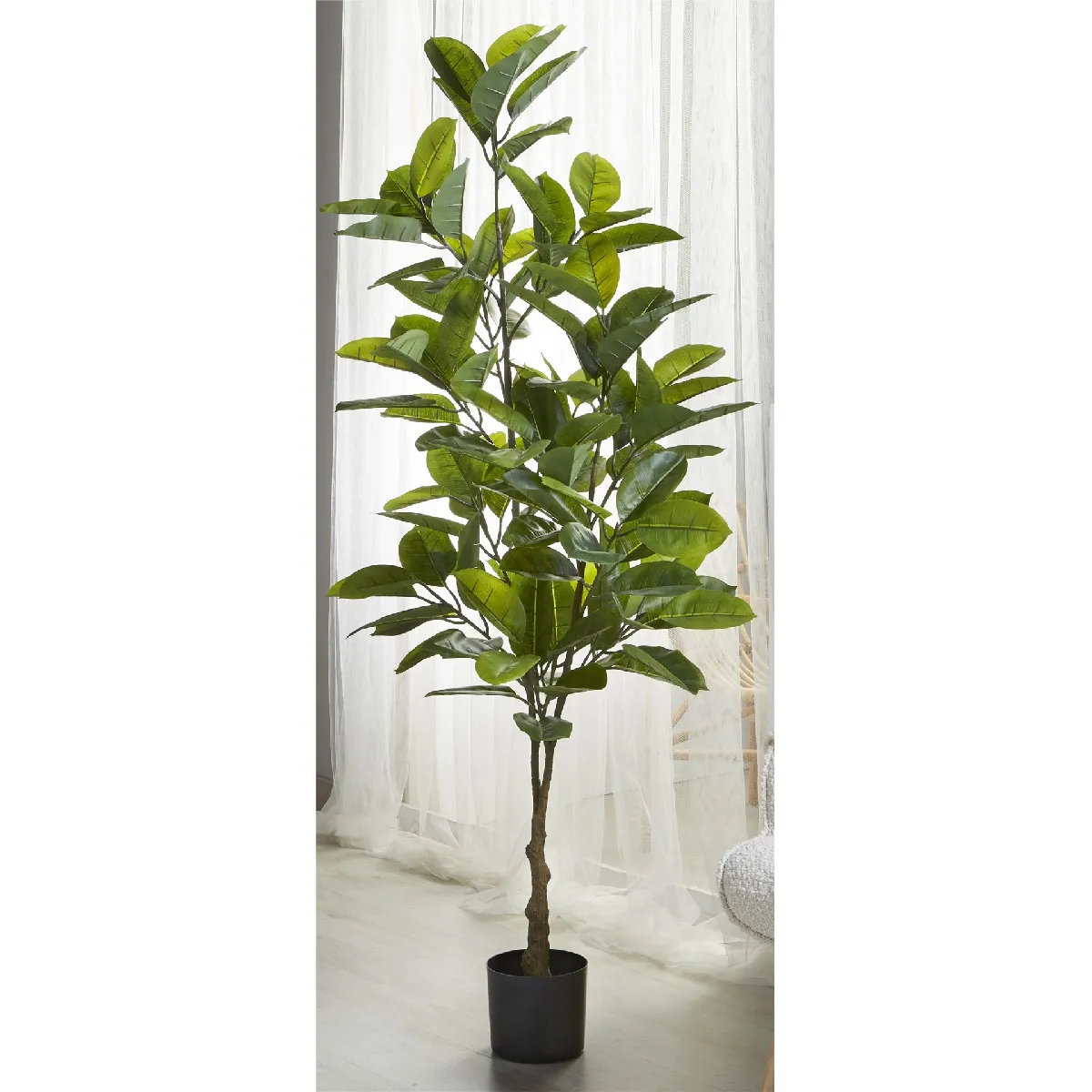 Ficus 170cm x 170cm Alexandra House Living