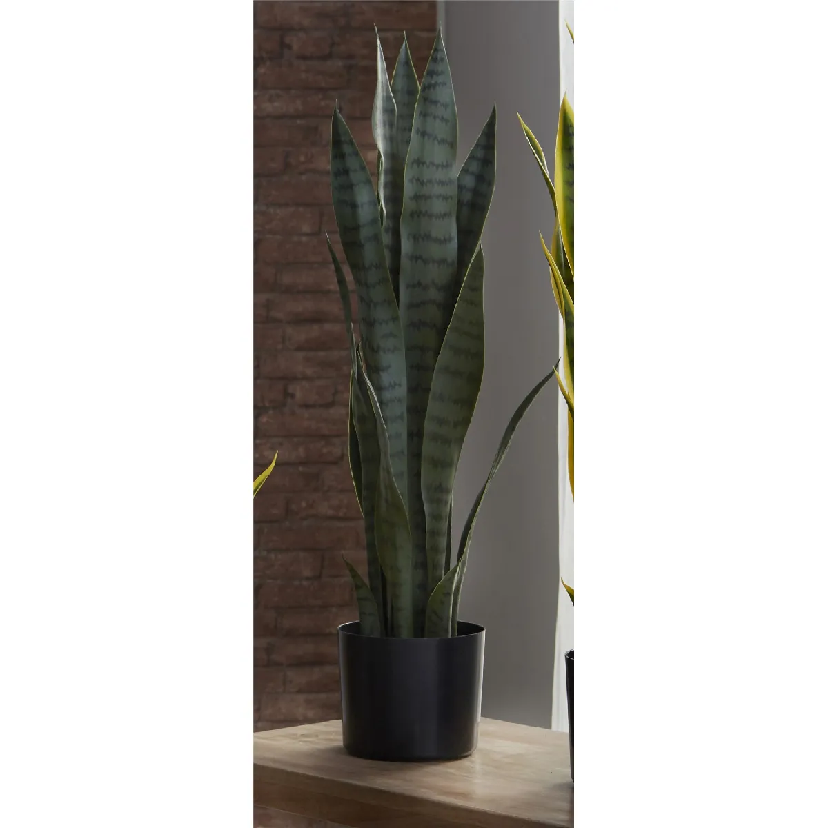 Plante de sansevieria 75 cm x 75 cm