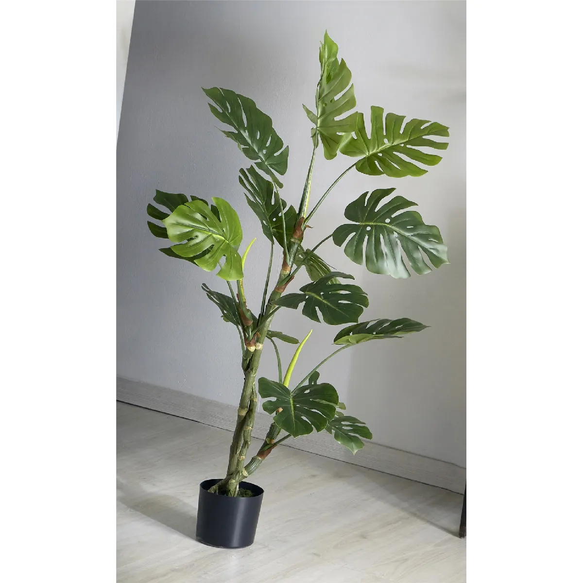 Plante phyllo divisée 140cm 140cm