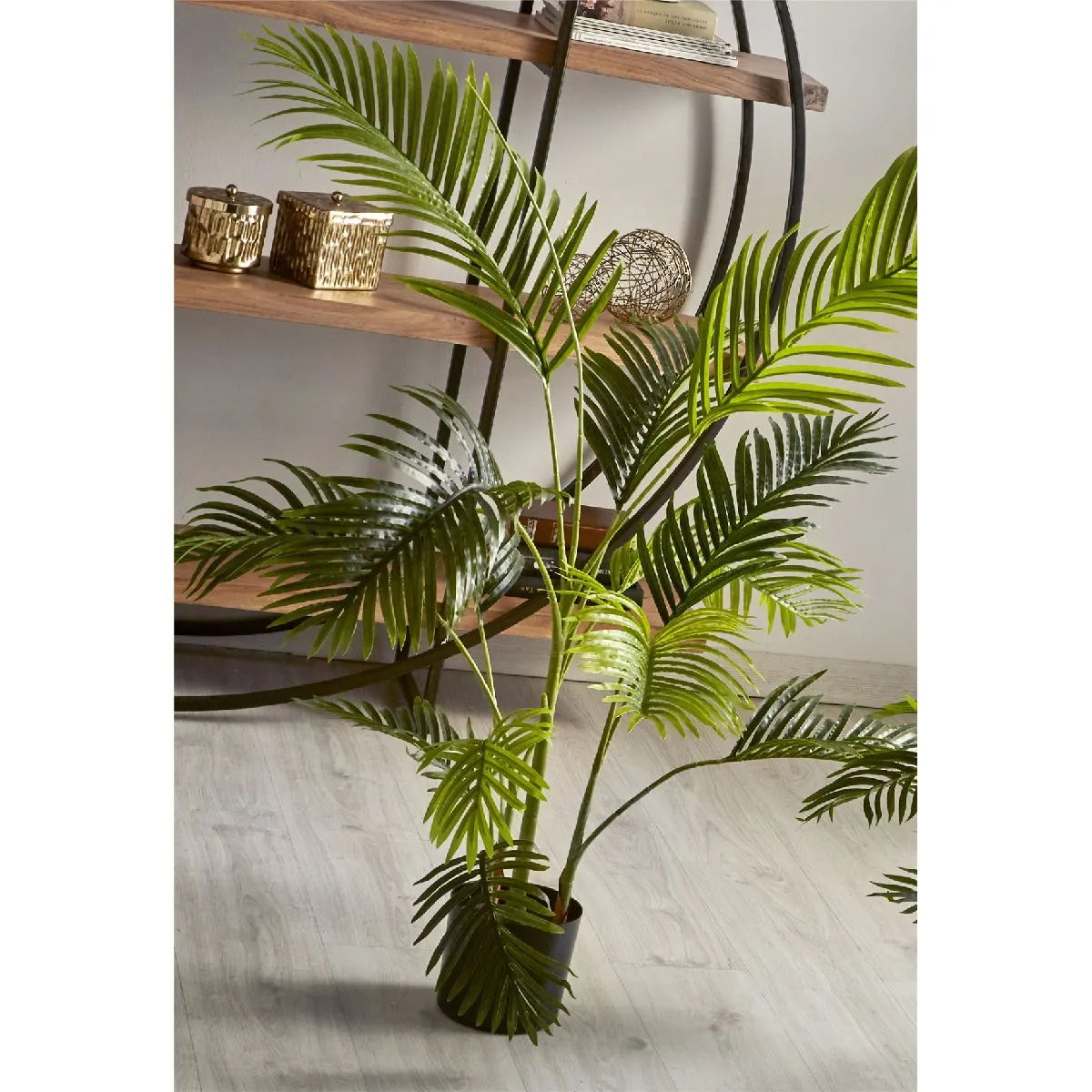 Kentia, plante de 140 cm x 140 cm