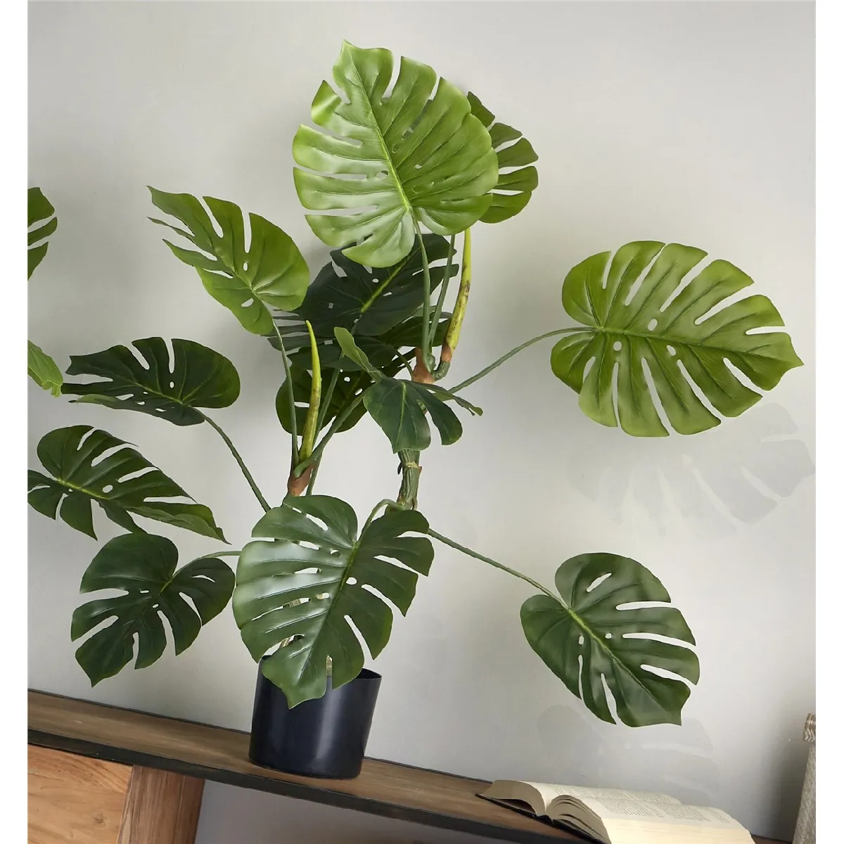Plante phyllo divisée 110cm 110cm