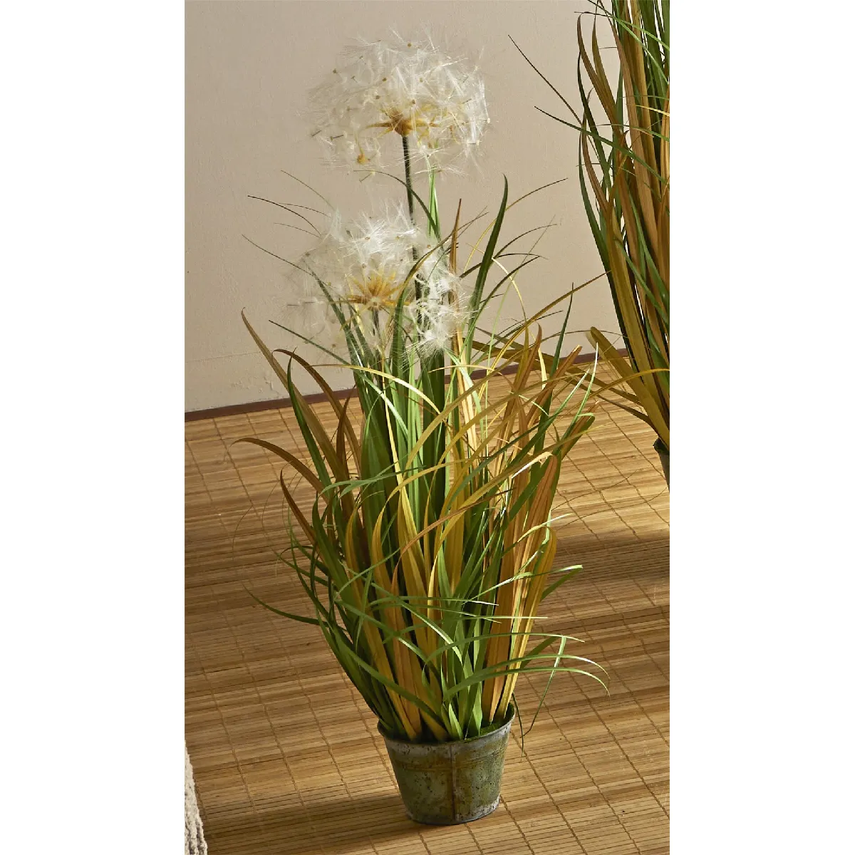plante de pissenlit 80cm x 80cm