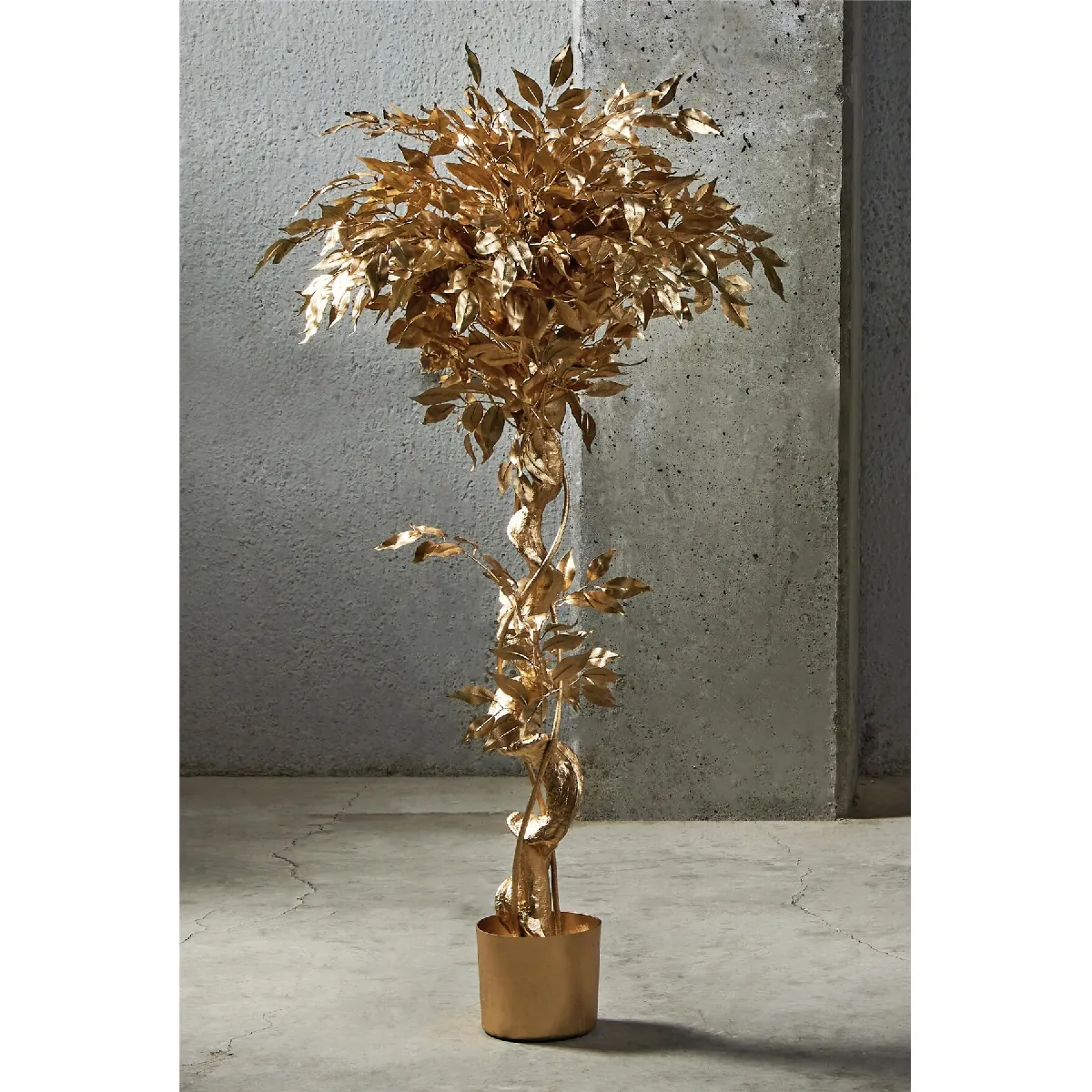 Ficus Benjamin Gold, plante de 135 cm (78 x 135 cm)