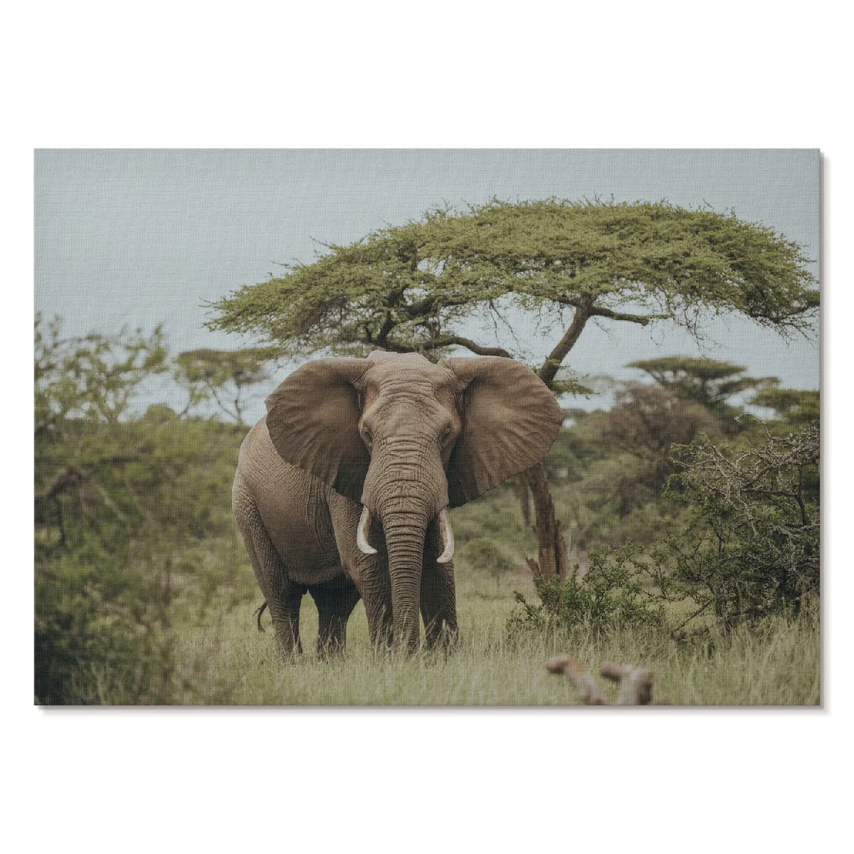 Affiche décoration Tulup Format A4 Éléphant Dans La Savane Artiste Ivara
