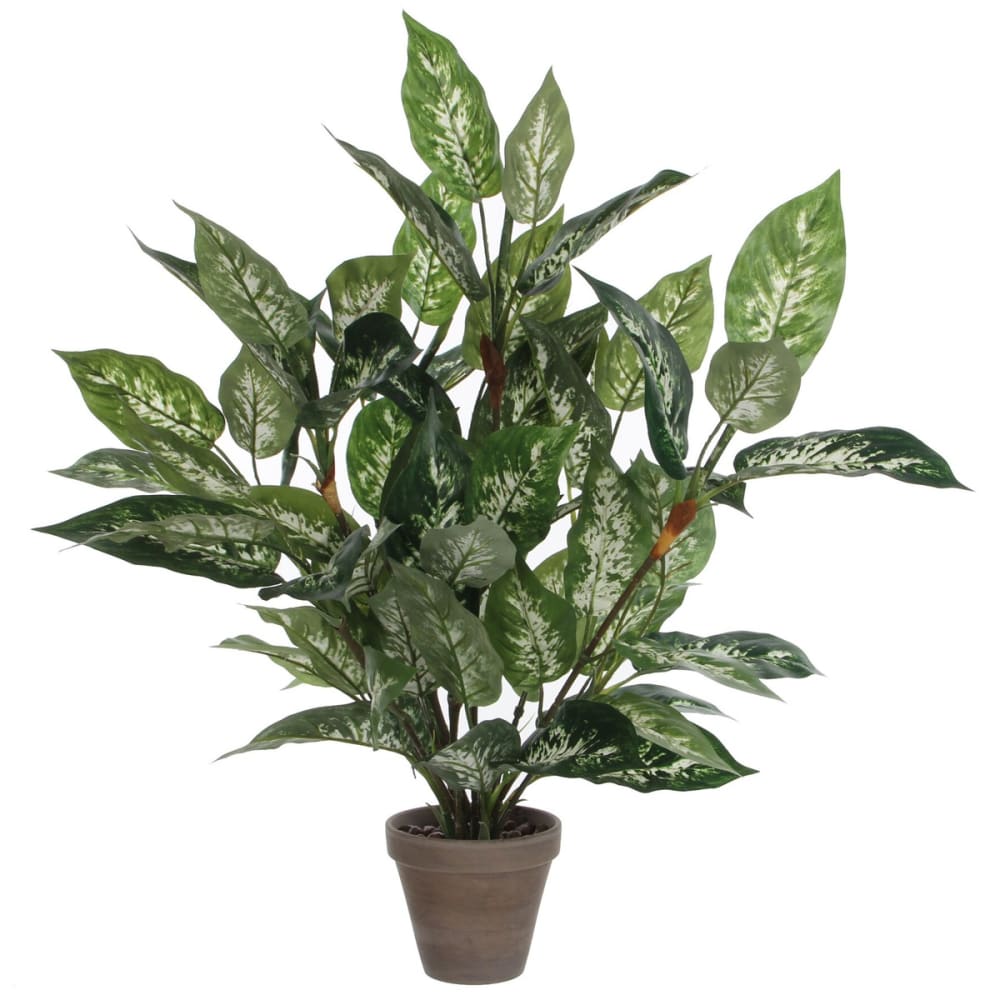 Dieffenbachia Pvc En Pot Plastique Gris
