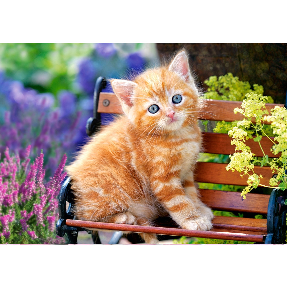 Castorland Puzzle Ginger Kitten - 500 Pièces - Puzzle Animaux