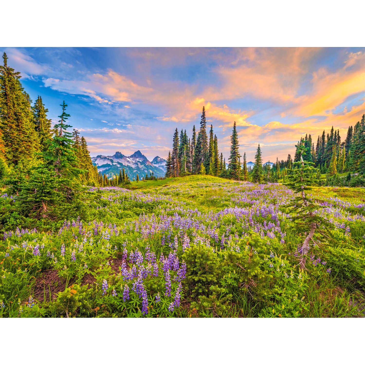 Castorland Puzzle Blossoms Of Morning - 2000 Pièces Puzzle