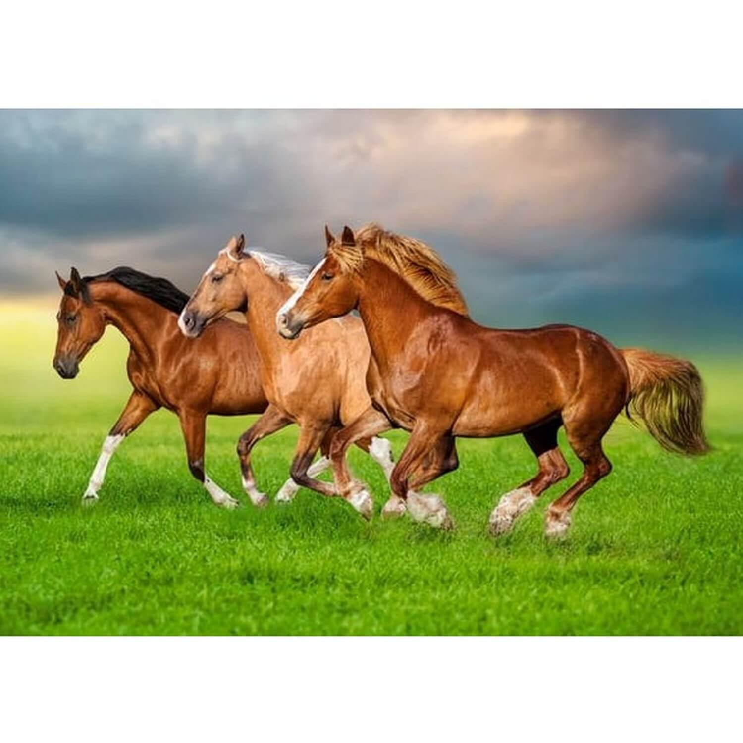 Castorland Puzzle Chevaux - Puzzle 500 Pièces Pour Enfants