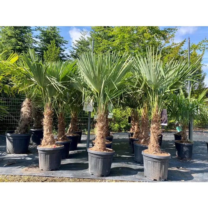 Palmier - Trachycarpus Fortunei - 30-40 Cm